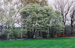 Common Serviceberry (Amelanchier oblongifolia) at Lakeshore Garden Centres