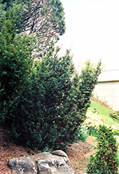 Captain Upright Yew (Taxus cuspidata 'Fastigiata') at Lakeshore Garden Centres