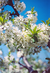 Verity Plum (Prunus 'Verity') at Lakeshore Garden Centres