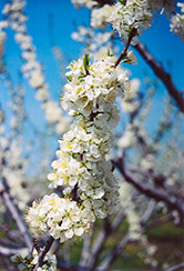 Earliblue Plum (Prunus 'Earliblue') at Lakeshore Garden Centres