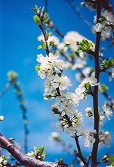 Mount Royal Plum (Prunus 'Mount Royal') at A Very Successful Garden Center