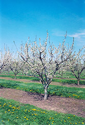 Valor Plum (Prunus 'Valor') at Lakeshore Garden Centres