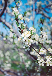Valor Plum (Prunus 'Valor') at Lakeshore Garden Centres