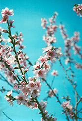 Harlayne Apricot (Prunus armeniaca 'Harlayne') at Lakeshore Garden Centres
