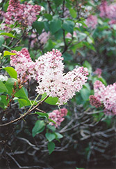Clara Lilac (Syringa vulgaris 'Clara') at Lakeshore Garden Centres