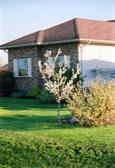 Spring Bride Flowering Crab (Malus 'Spring Bride') at Lakeshore Garden Centres