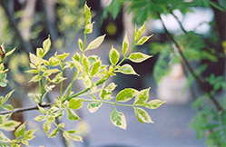 Harlequin Green Ash (Fraxinus pennsylvanica 'Harlequin') at Lakeshore Garden Centres