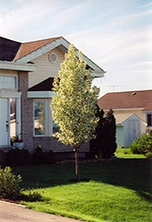 Columnar Siberian Crab Apple (Malus baccata 'Columnaris') at Lakeshore Garden Centres