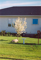 Battleford Apple (Malus 'Battleford') at Lakeshore Garden Centres
