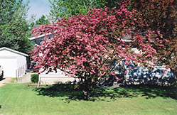 Almey Flowering Crab (Malus 'Almey') at Lakeshore Garden Centres