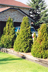 Boisbriand Arborvitae (Thuja occidentalis 'Boisbriand') at Lakeshore Garden Centres