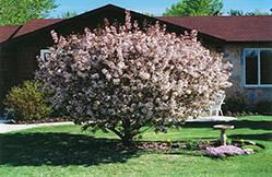 Morning Princess Flowering Crab (Malus 'Morning Princess') at Lakeshore Garden Centres
