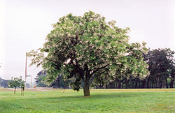 Yellowwood (Cladrastis lutea) at Lakeshore Garden Centres