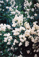 Cheyenne Common Privet (Ligustrum vulgare 'Cheyenne') at Lakeshore Garden Centres