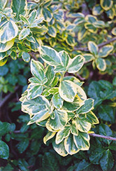 E.T. Gold Wintercreeper (Euonymus fortunei 'E.T. Gold') at Lakeshore Garden Centres
