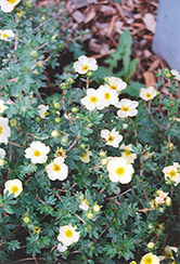 Moonlight Potentilla (Potentilla fruticosa 'Moonlight') at Lakeshore Garden Centres