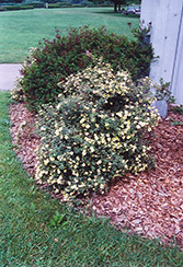 Moonlight Potentilla (Potentilla fruticosa 'Moonlight') at Lakeshore Garden Centres
