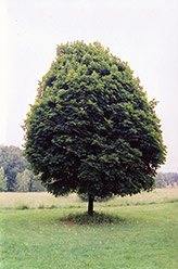 Cleveland Norway Maple (Acer platanoides 'Cleveland') at Lakeshore Garden Centres