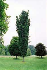 Seneca Chief Sugar Maple (Acer saccharum 'Seneca Chief') at Lakeshore Garden Centres