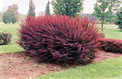 Sheridan Red Barberry (Berberis 'Sheridan Red') at Lakeshore Garden Centres