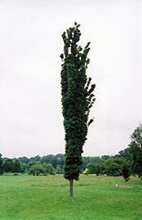 Newton Sentry Sugar Maple (Acer saccharum 'Newton Sentry') at Lakeshore Garden Centres