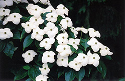 Southern Cross Chinese Dogwood (Cornus kousa 'Southern Cross') at Lakeshore Garden Centres