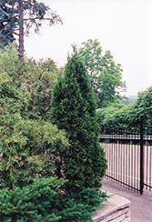 Unicorn Arborvitae (Thuja occidentalis 'Unicorn') at Lakeshore Garden Centres