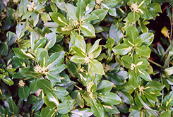 Sunspot Wintercreeper (Euonymus fortunei 'Sunspot') at Lakeshore Garden Centres