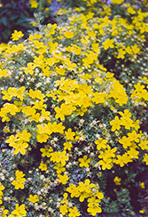 Dakota Sunrise Potentilla (Potentilla fruticosa 'Dakota Sunrise') at Lakeshore Garden Centres