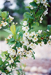 Opata Cherry-Plum (Prunus 'Opata') at Golden Acre Home & Garden