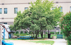 Morrow Honeysuckle (Lonicera morrowii) at Lakeshore Garden Centres