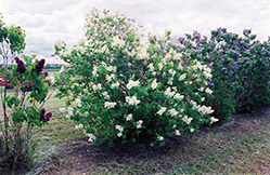 Christopher Columbus Lilac (Syringa vulgaris 'Christopher Columbus') at Lakeshore Garden Centres
