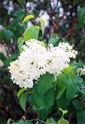 Christopher Columbus Lilac (Syringa vulgaris 'Christopher Columbus') at Lakeshore Garden Centres