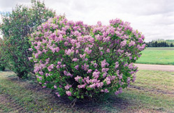 Hippolyte Maringer Lilac (Syringa vulgaris 'Hippolyte Maringer') at Lakeshore Garden Centres