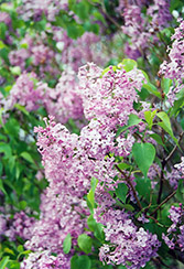 Hippolyte Maringer Lilac (Syringa vulgaris 'Hippolyte Maringer') at Lakeshore Garden Centres