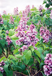 Emile Lemoine Lilac (Syringa vulgaris 'Emile Lemoine') at Lakeshore Garden Centres