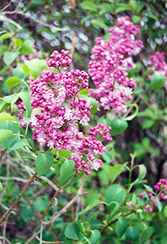 Jules Simon Lilac (Syringa vulgaris 'Jules Simon') at Lakeshore Garden Centres