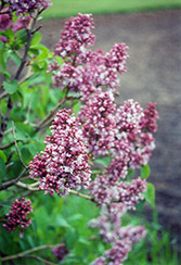 T. Lee Lilac (Syringa vulgaris 'T. Lee') at Lakeshore Garden Centres