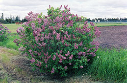 T. Lee Lilac (Syringa vulgaris 'T. Lee') at Lakeshore Garden Centres