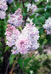 Alice Harding Lilac (Syringa vulgaris 'Alice Harding') at Lakeshore Garden Centres