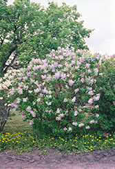 Alice Harding Lilac (Syringa vulgaris 'Alice Harding') at Lakeshore Garden Centres