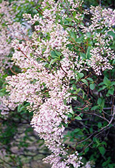 White Chinese Lilac (Syringa x chinensis 'Alba') at Lakeshore Garden Centres