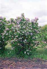 President Lincoln Lilac (Syringa vulgaris 'President Lincoln') at Lakeshore Garden Centres