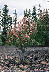 Shaughnessy Cohen Flowering Crab (Malus 'Shaughnessy Cohen') at Lakeshore Garden Centres