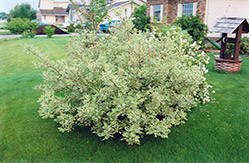 Silver Variegated Dogwood (Cornus alba 'Elegantissima') at A Very Successful Garden Center