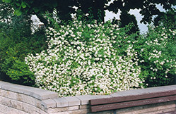 Galahad Mockorange (Philadelphus 'Galahad') at Lakeshore Garden Centres