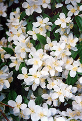 Galahad Mockorange (Philadelphus 'Galahad') at Lakeshore Garden Centres