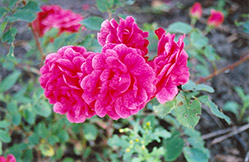 Morden Ruby Rose (Rosa 'Morden Ruby') at Golden Acre Home & Garden