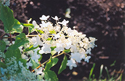 Praecox Hydrangea (Hydrangea paniculata 'Praecox') at Lakeshore Garden Centres