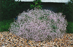 Pink Fairy Baby's Breath (Gypsophila paniculata 'Pink Fairy') at Lakeshore Garden Centres